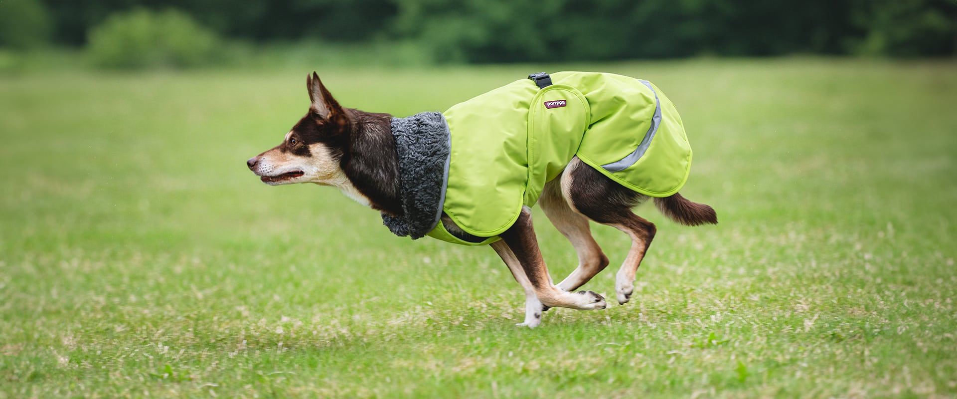 dog sport vest, dog sport vest Suppliers and Manufacturers at